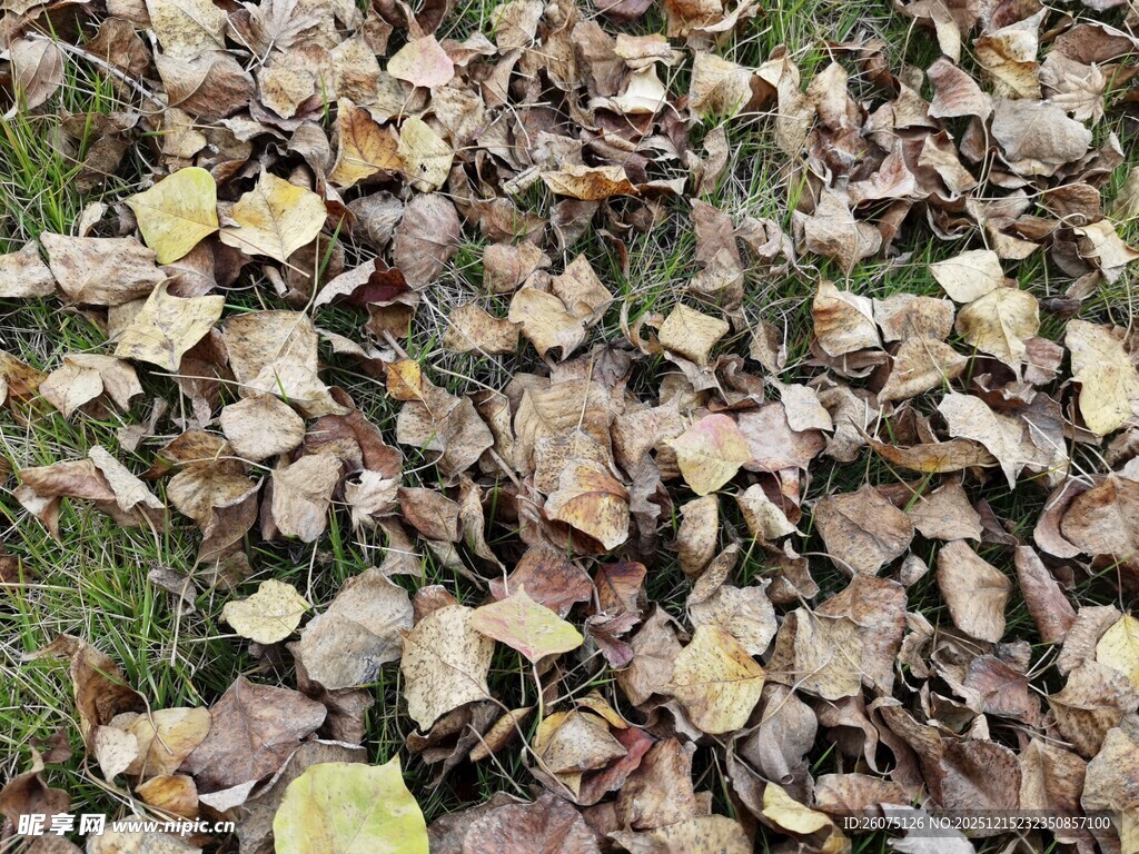 地面上的枯黄落叶