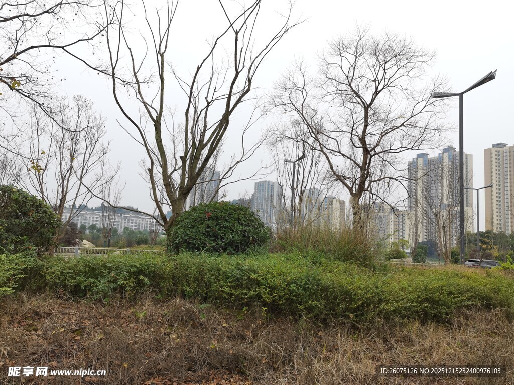 城市中的绿植与高楼景观