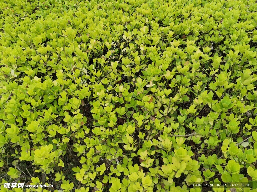 翠绿繁茂的植物景观