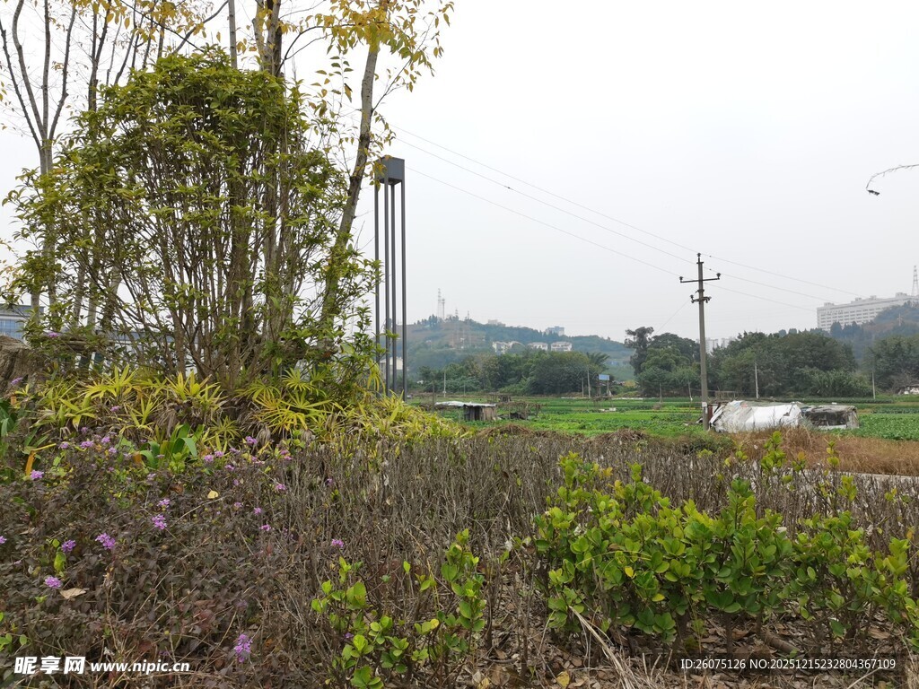 田野风光中的绿植与高塔