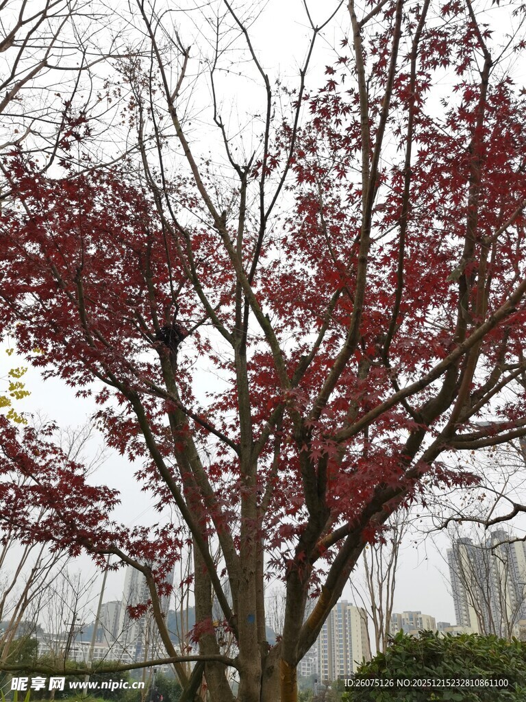 红叶满树的美丽景致