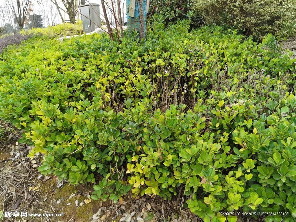 绿意盎然的灌木丛景观