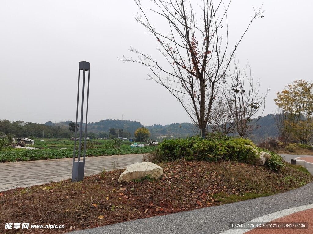 城市公园中的树木景观