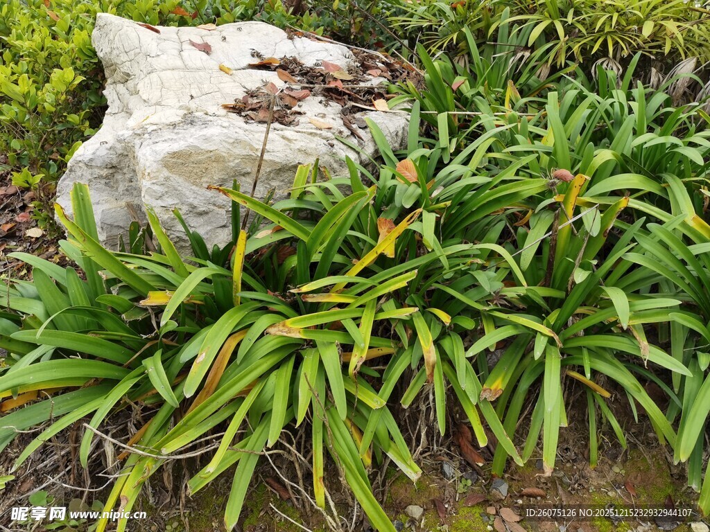 石边翠绿植物景观