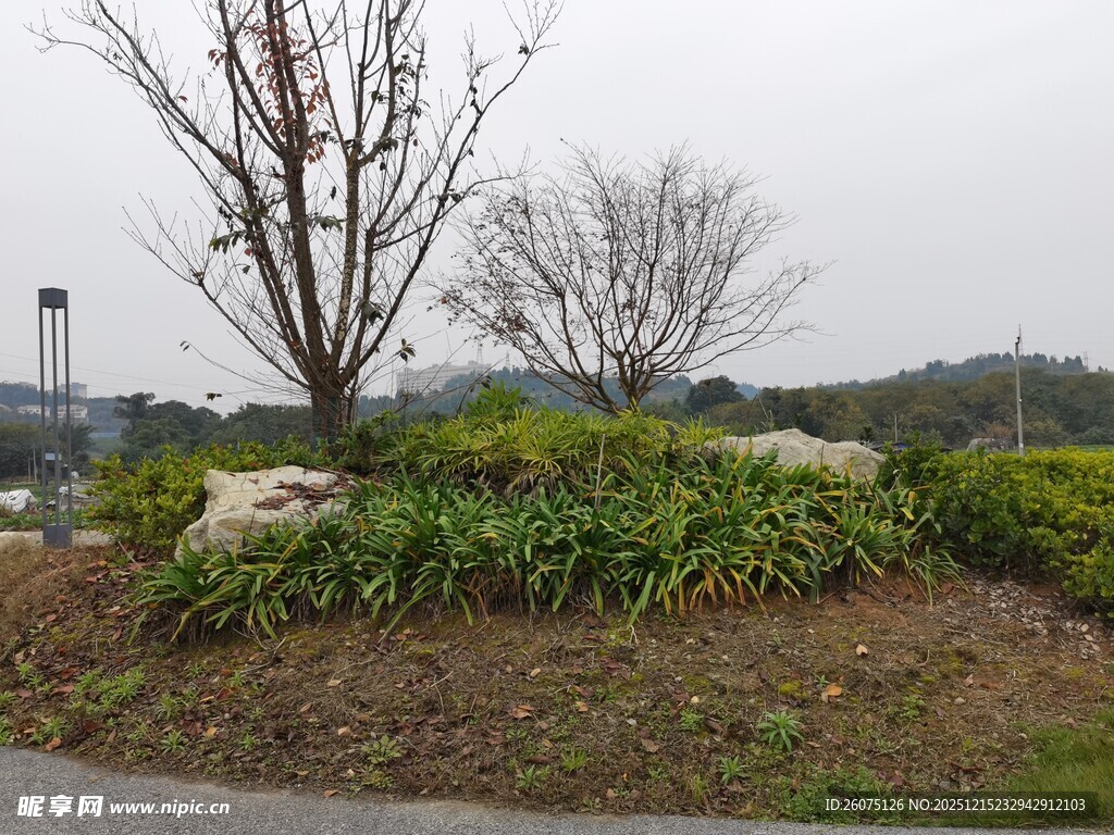 公园中的绿植与树木景观