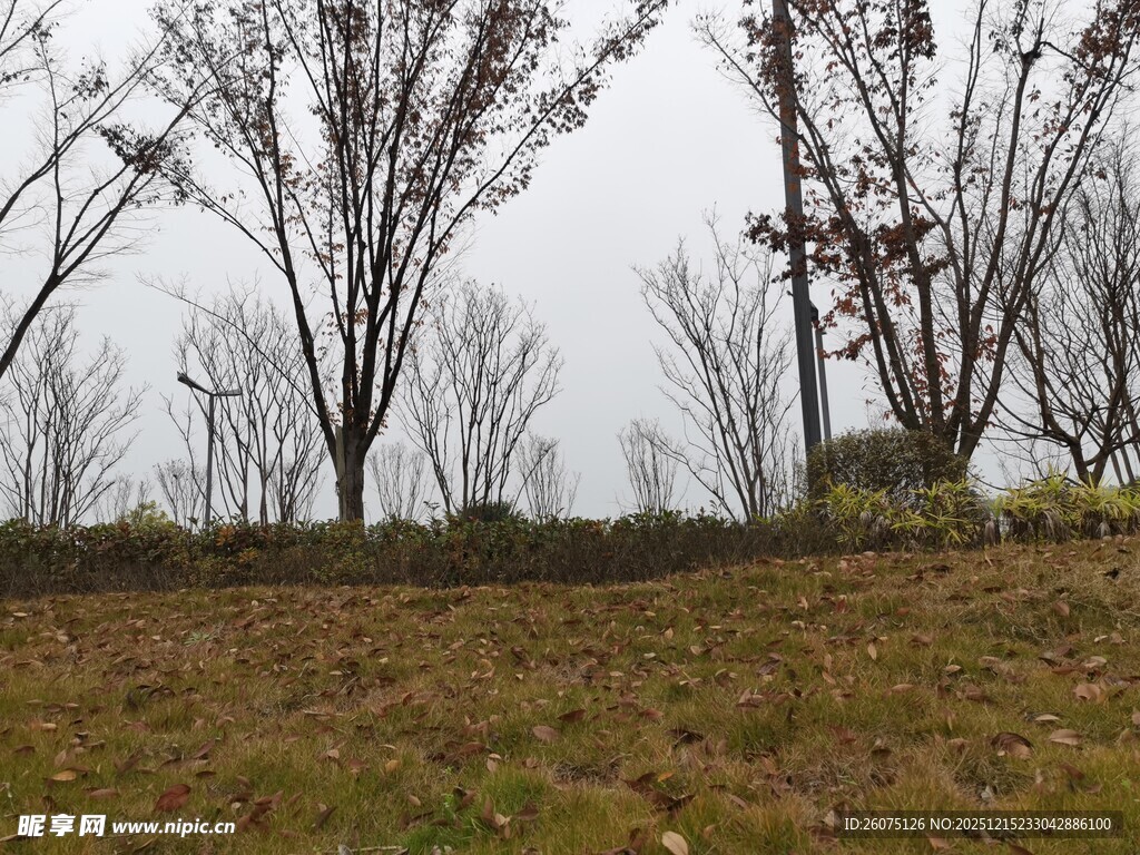 冬日草地旁的萧瑟树木