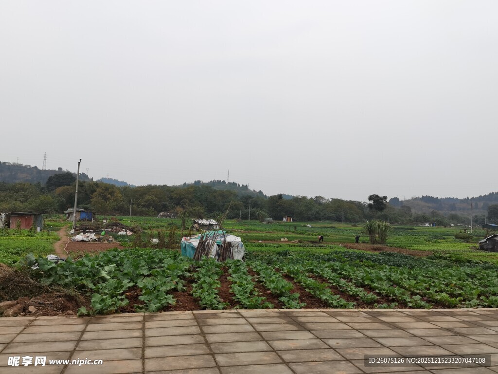 田园风光中的农作场景