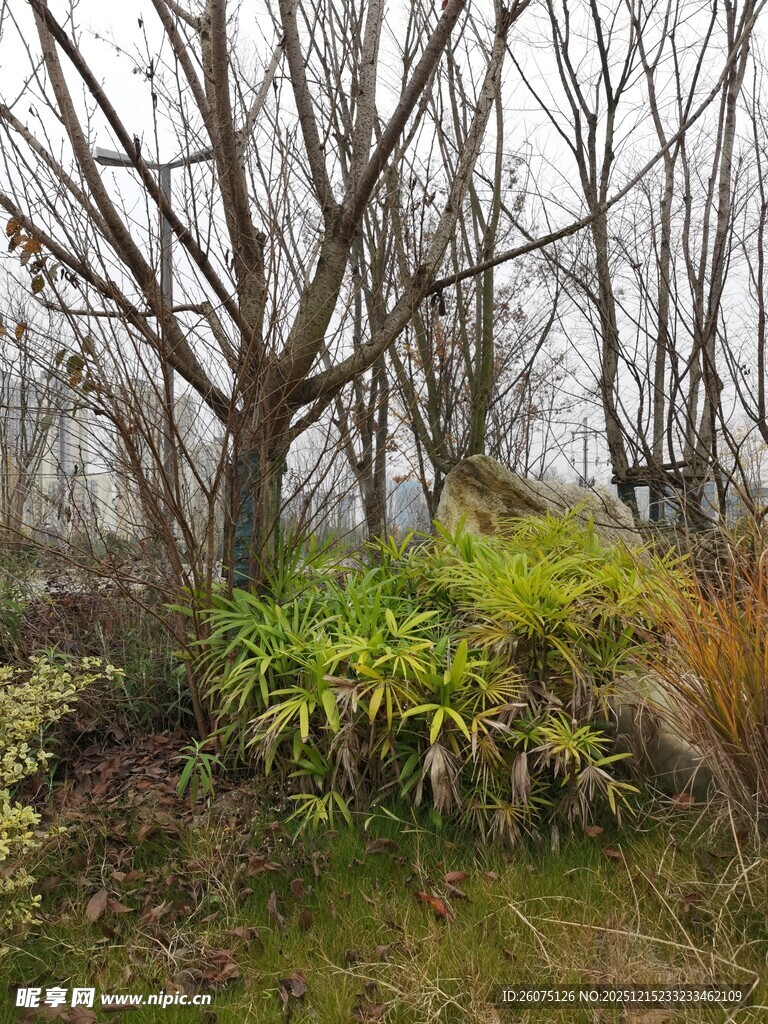 林间枯树旁的翠绿蕨类植物