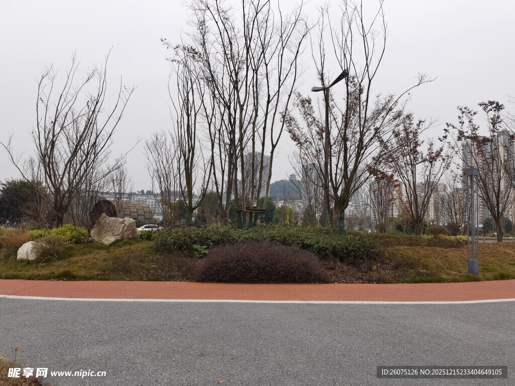 冬日路边萧瑟树木景观