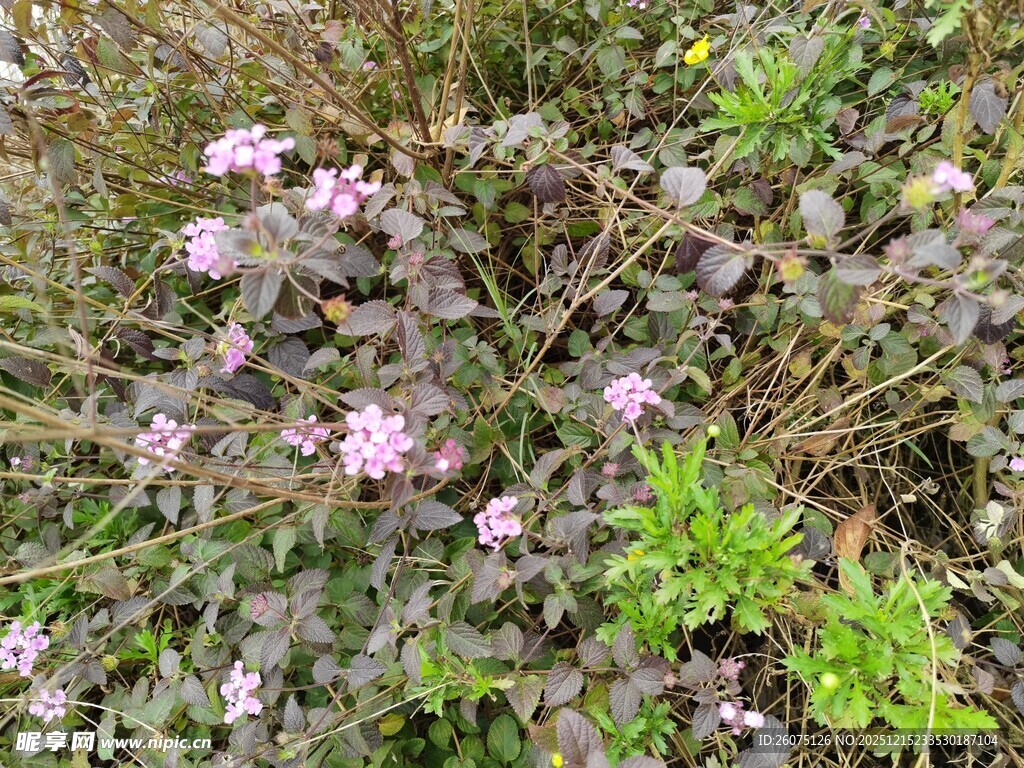 野外丛生的粉色小花