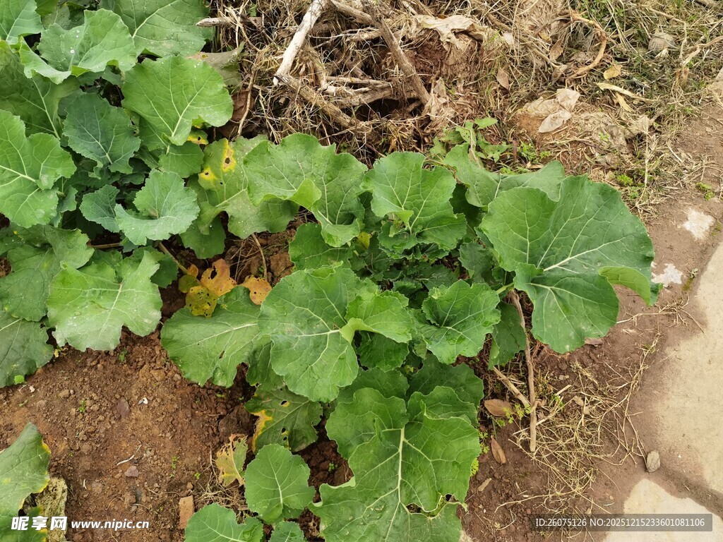 地面生长的翠绿植物