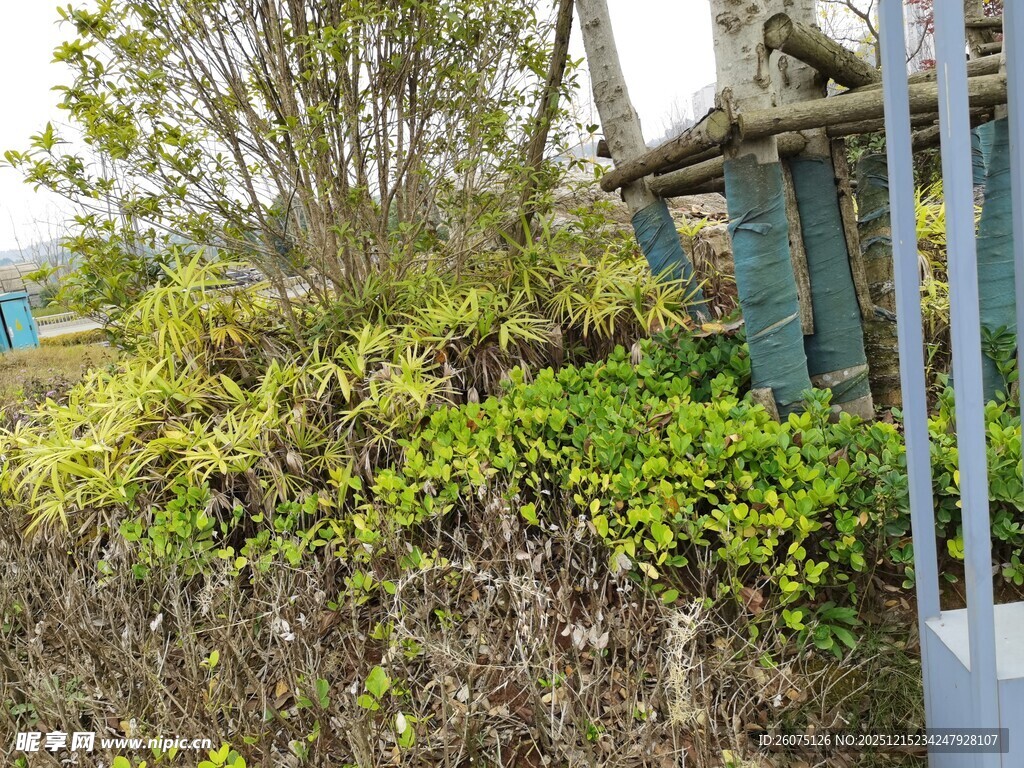 花园一角绿植环绕景致