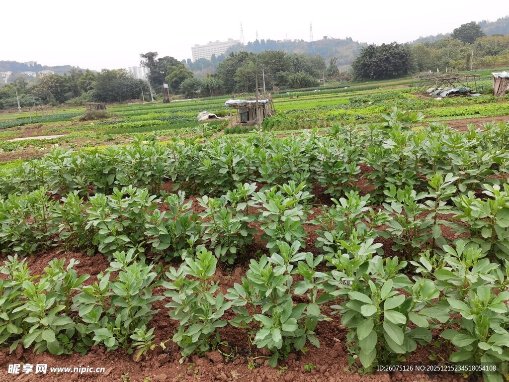 田园蔬菜种植景象