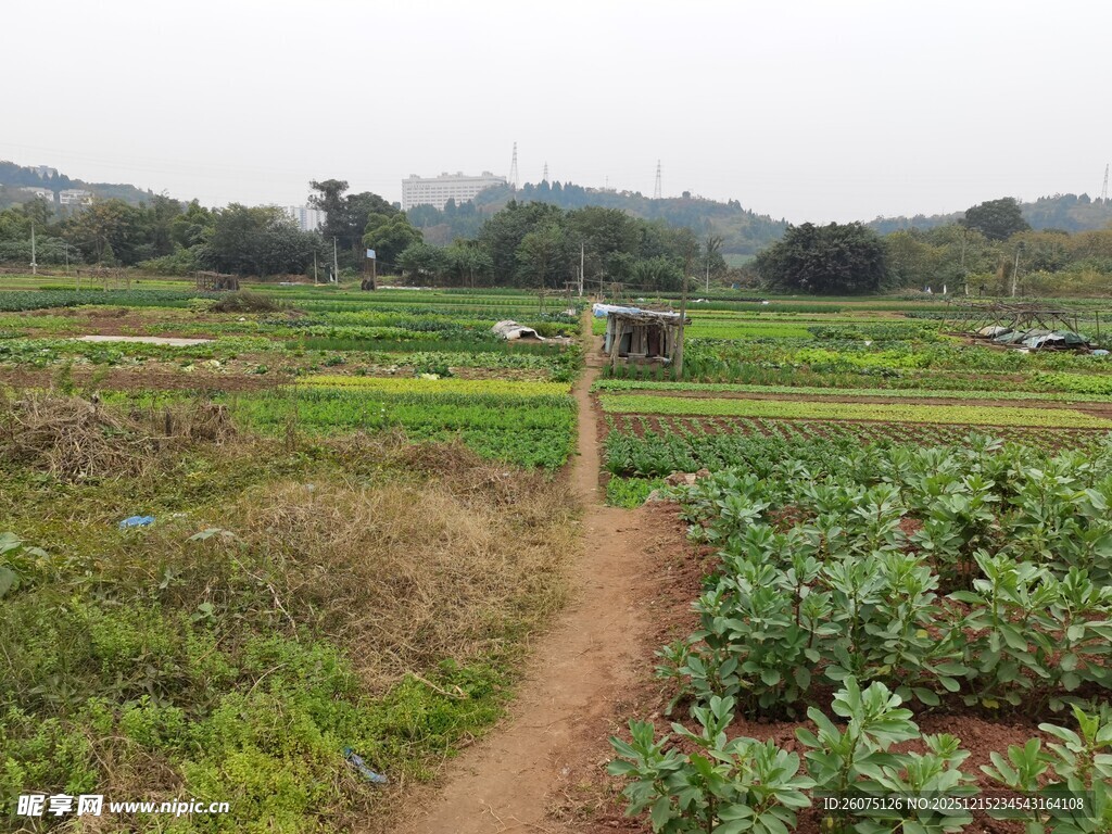 乡间农田小径风景