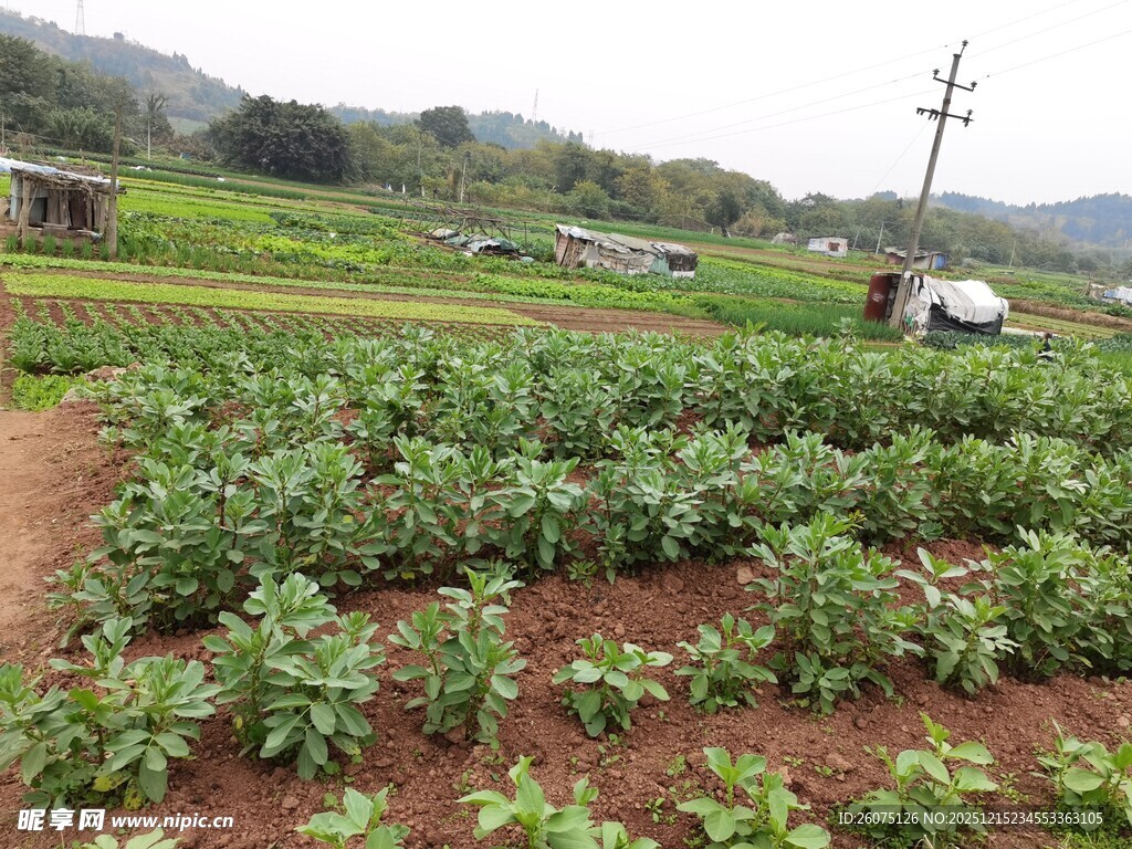 田园农田劳作景象