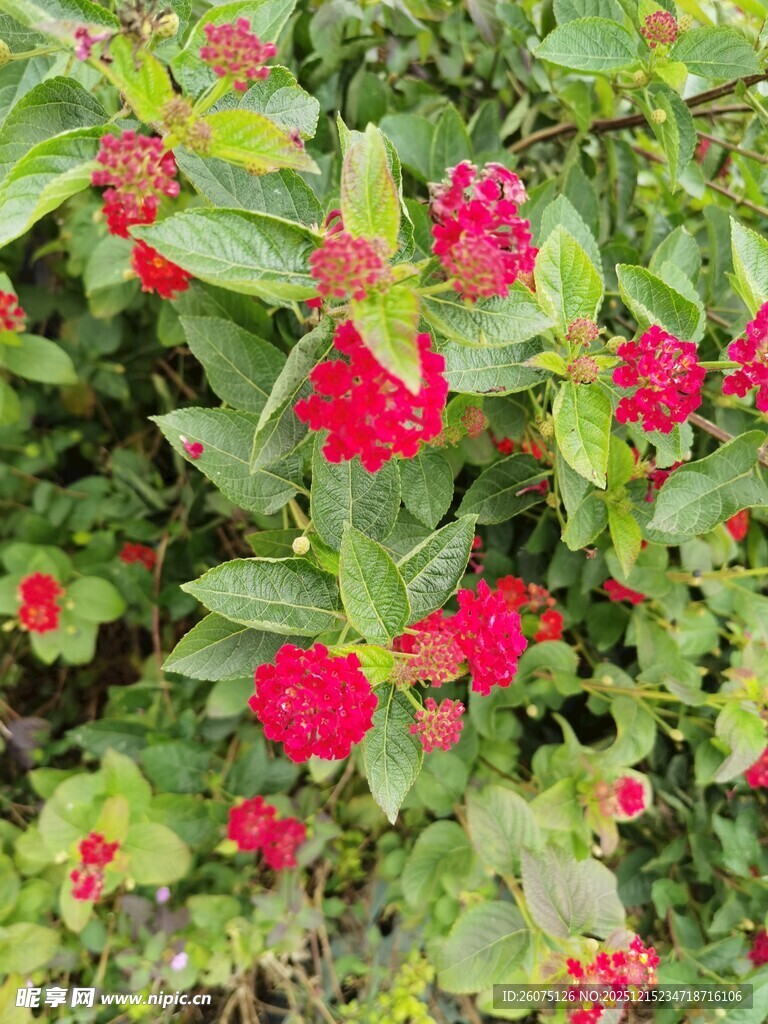 鲜艳红花朵与绿叶交织