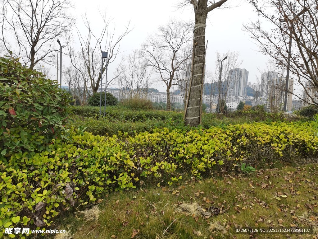 城市中的绿植景观