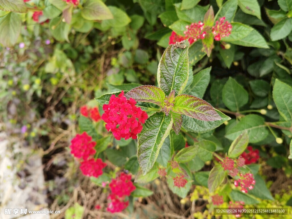 鲜艳红花朵绽放绿叶间