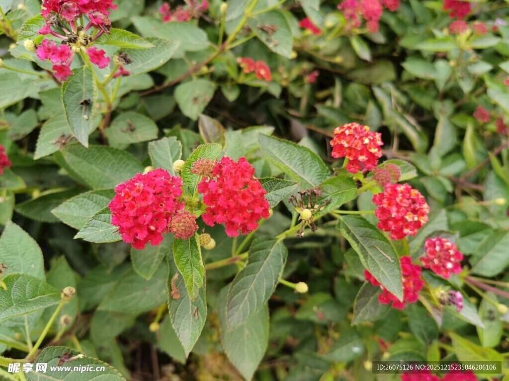 鲜艳红花朵与绿叶相映