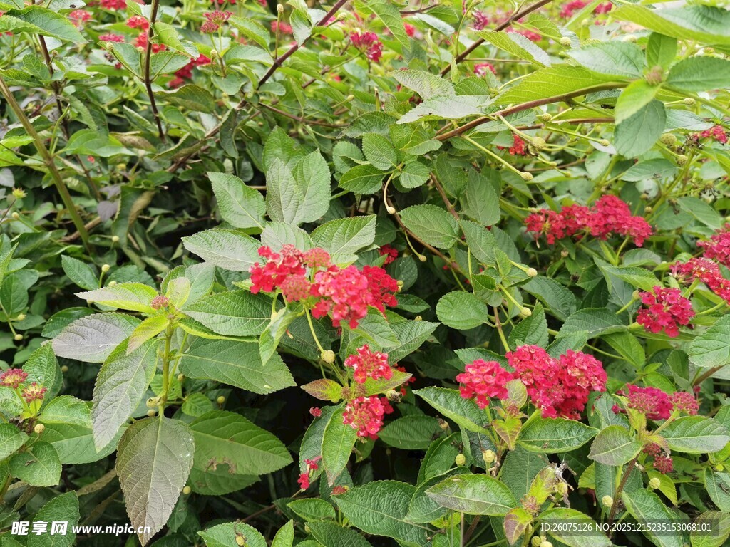 鲜艳红花朵与绿叶相映