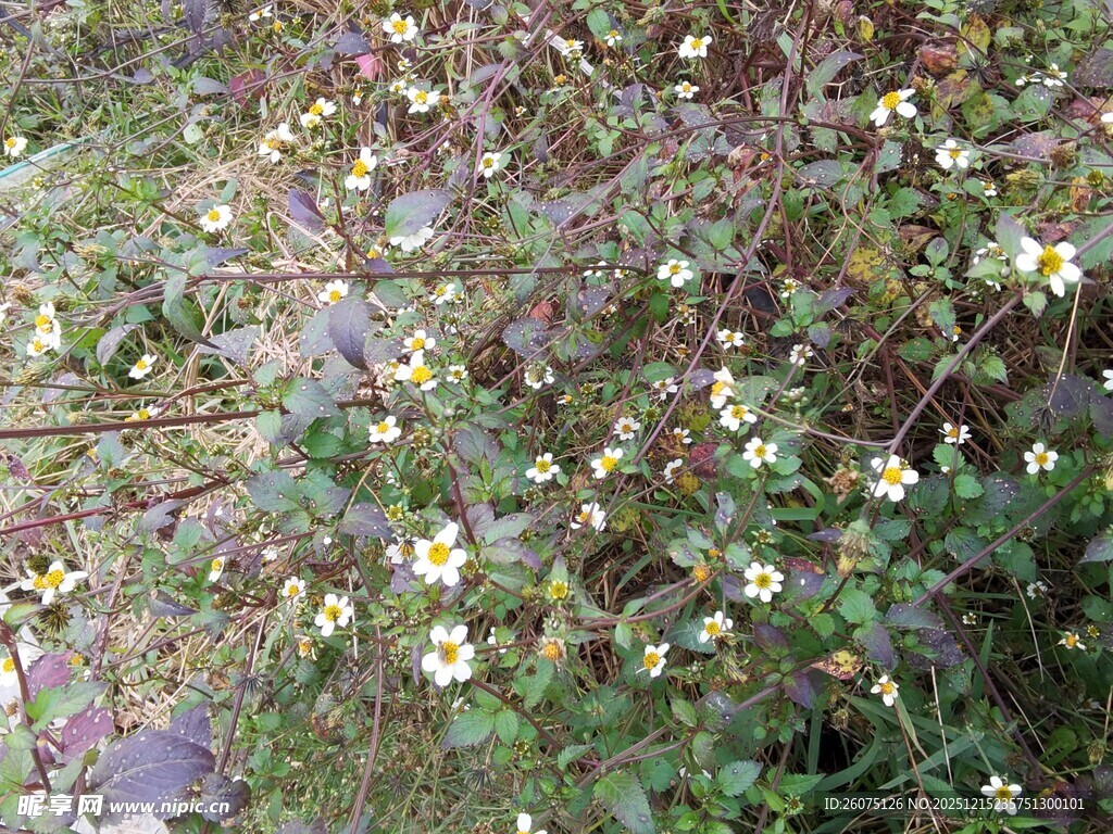 地面绽放的黄色小花