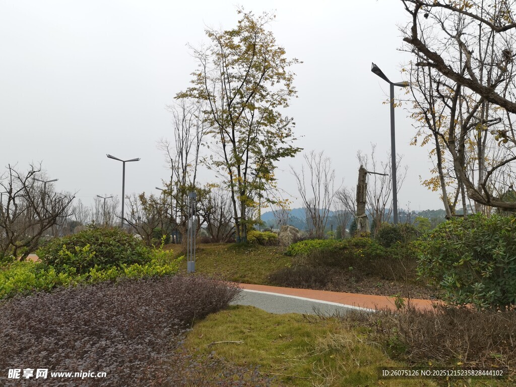 郊外小径旁的绿植与路灯