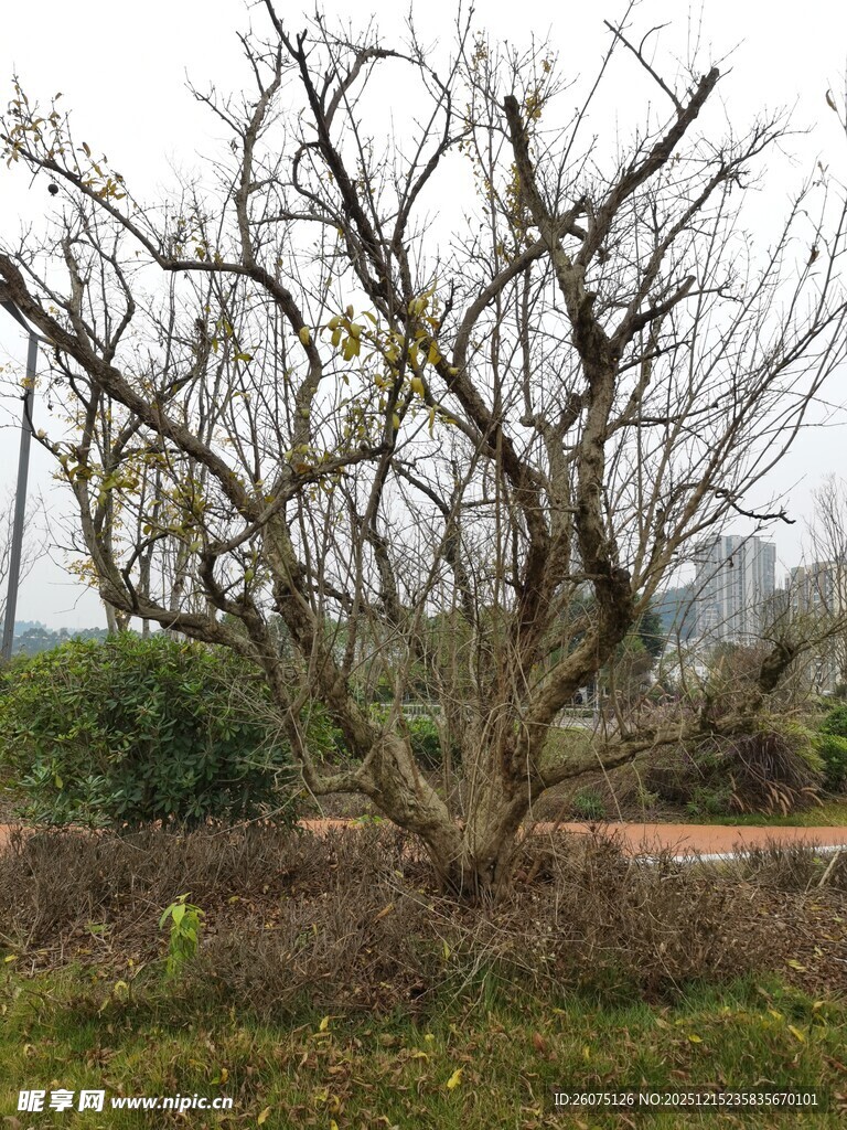 冬日枯树尽显萧瑟之态