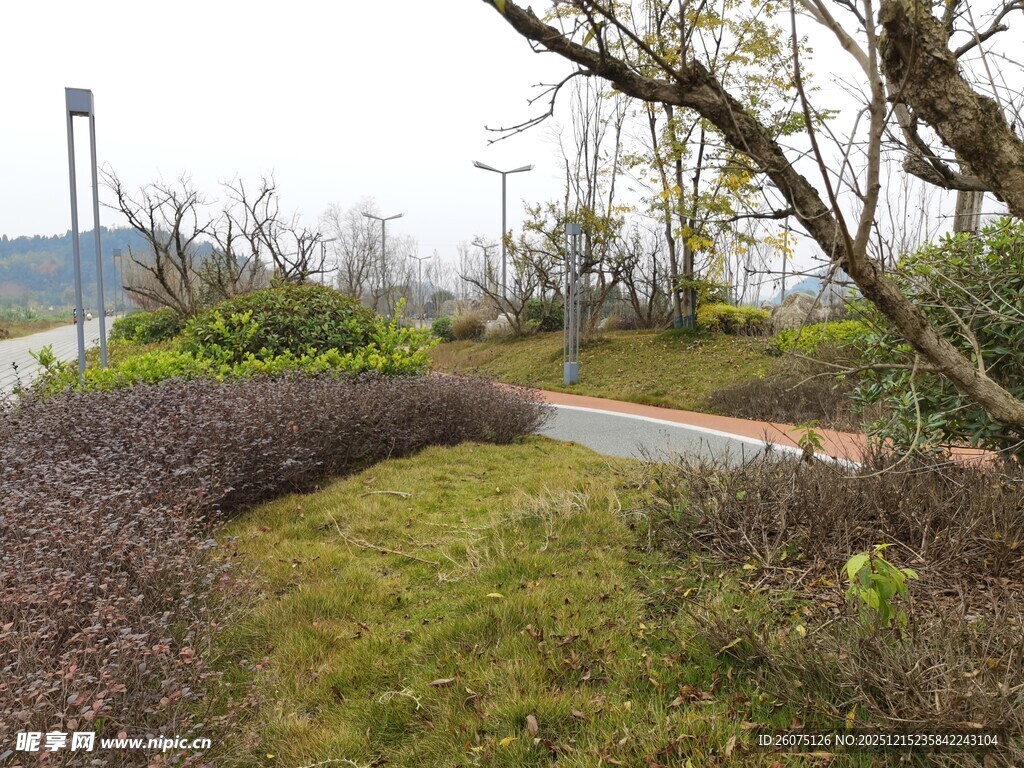 郊外小径旁的绿植景观