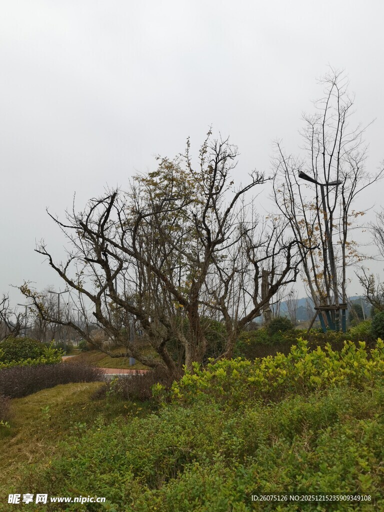 荒野枯树旁的翠绿草地