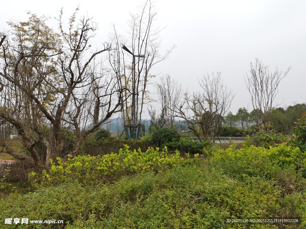 野外植被与枯树景观