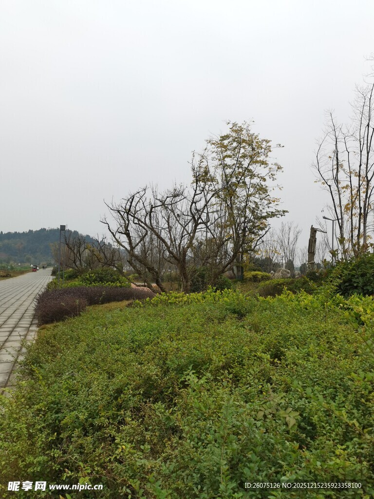 郊外草地与树木景观