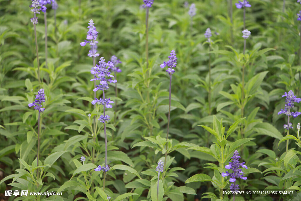 紫色鼠尾草花田美景