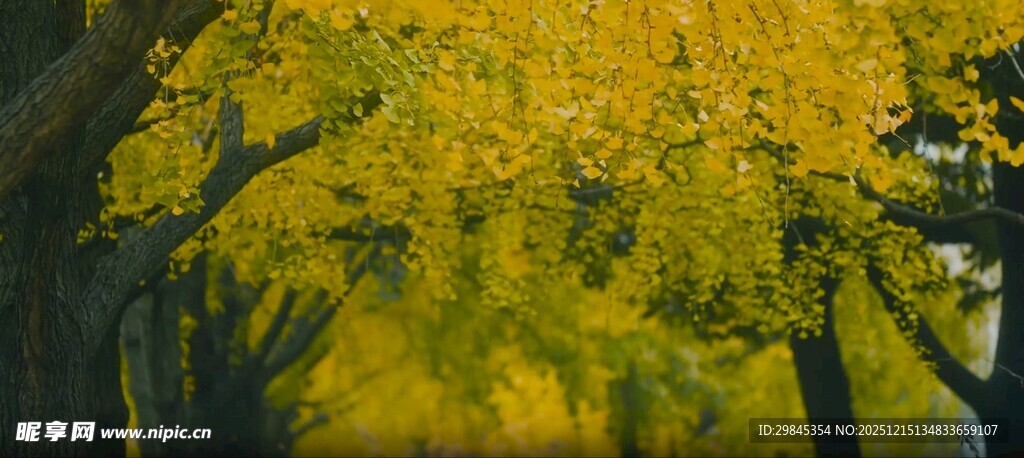 秋日林间金黄美景