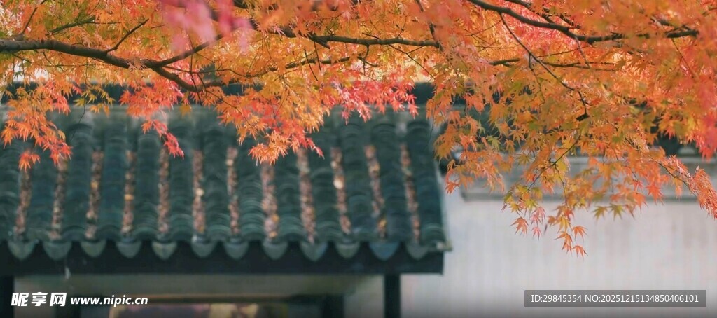 秋日屋檐下的绚烂红叶