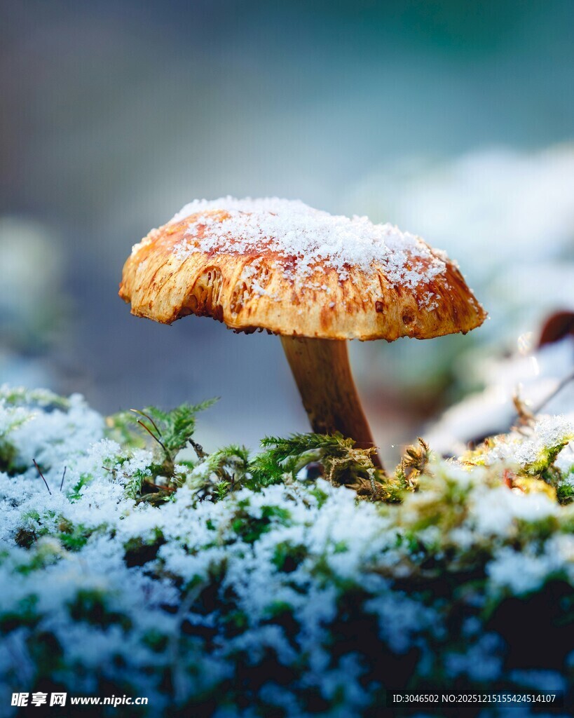雪覆苔藓上的蘑菇
