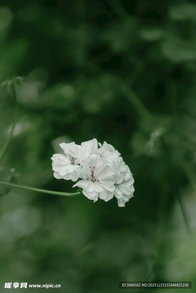 白色小花绽放于绿意间