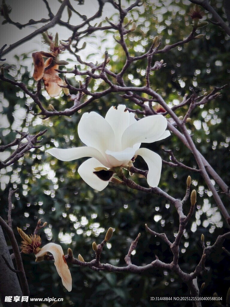 枝头绽放的洁白玉兰花