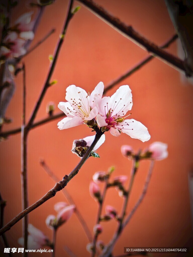 枝头绽放的粉嫩桃花