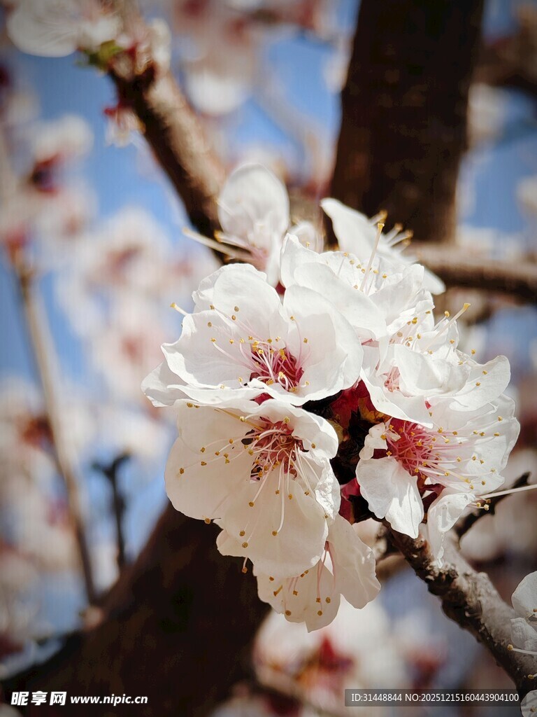 枝头绽放的美丽杏花