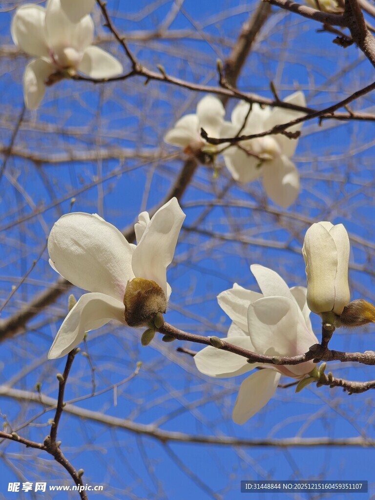 枝头绽放的玉兰花