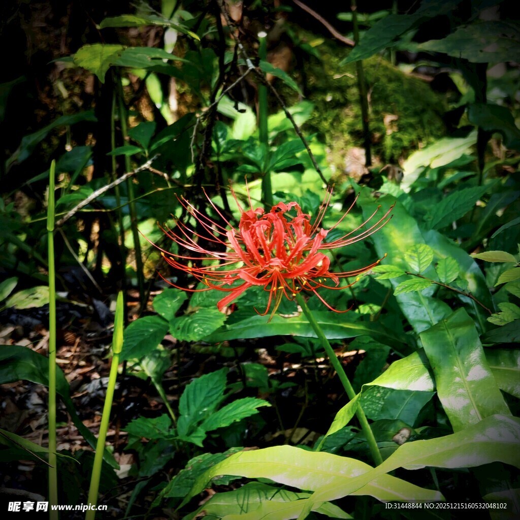 丛林中的艳丽红色花朵