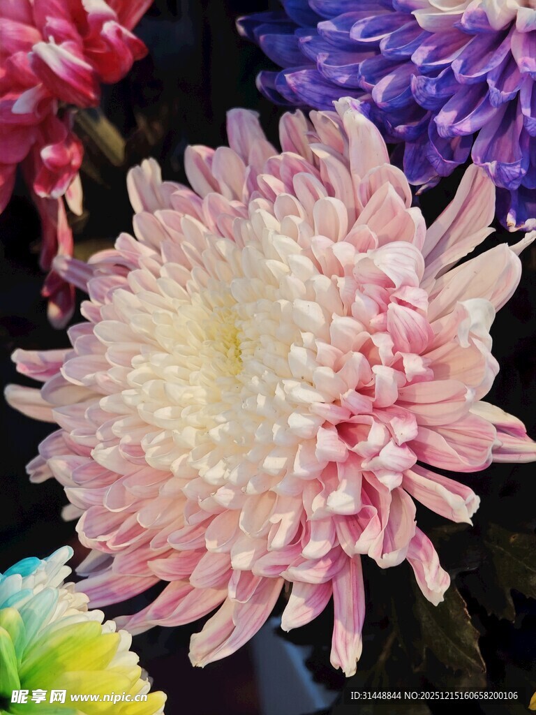 多彩盛开的美丽菊花