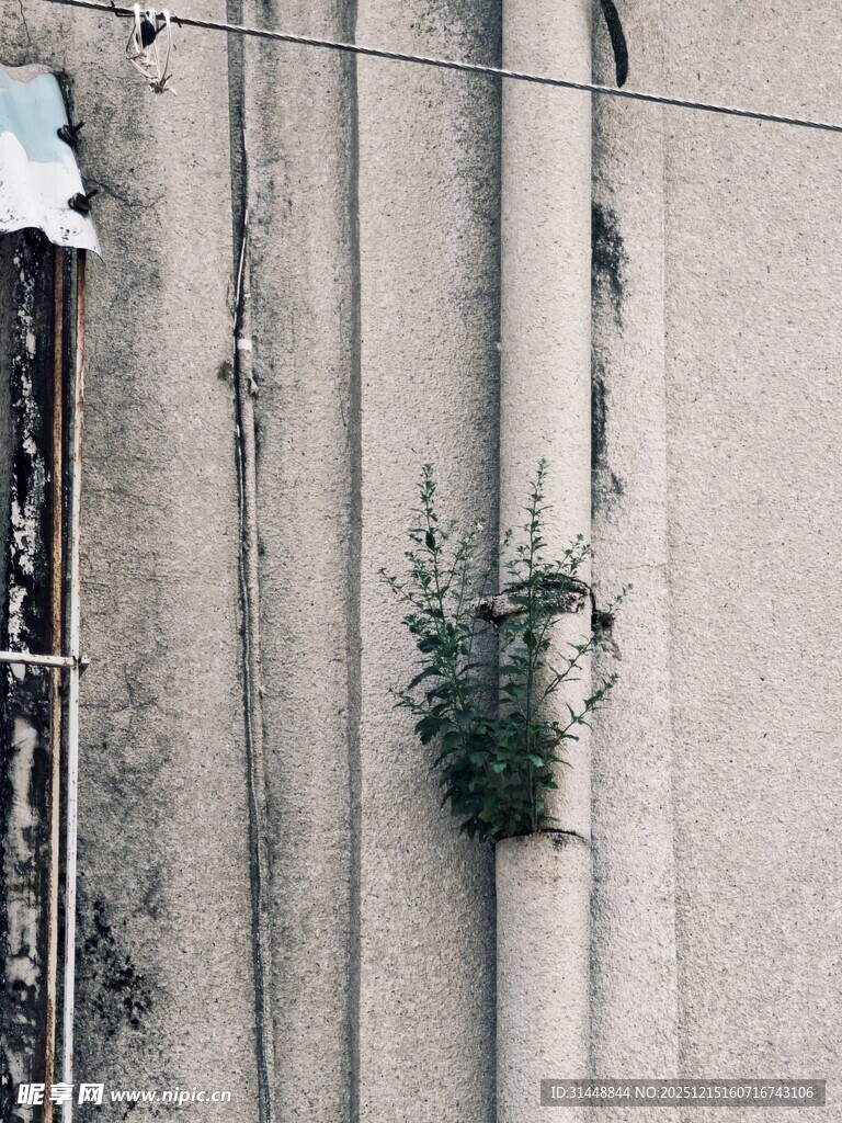 墙角绿植生机盎然