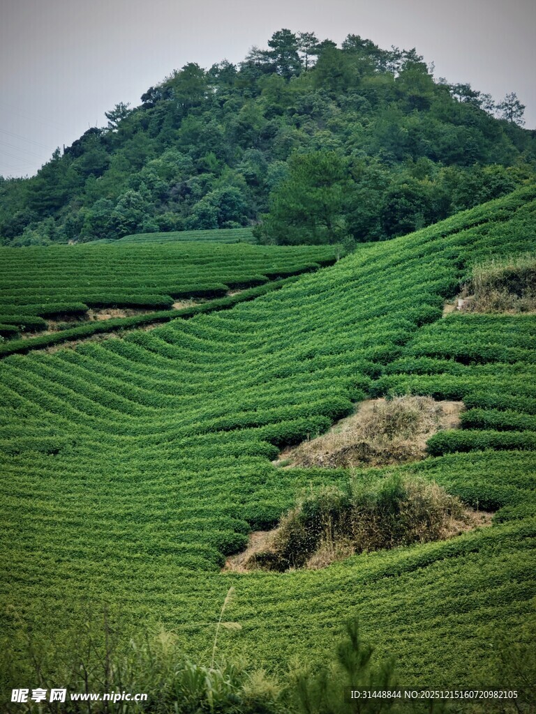翠绿梯田茶园风光