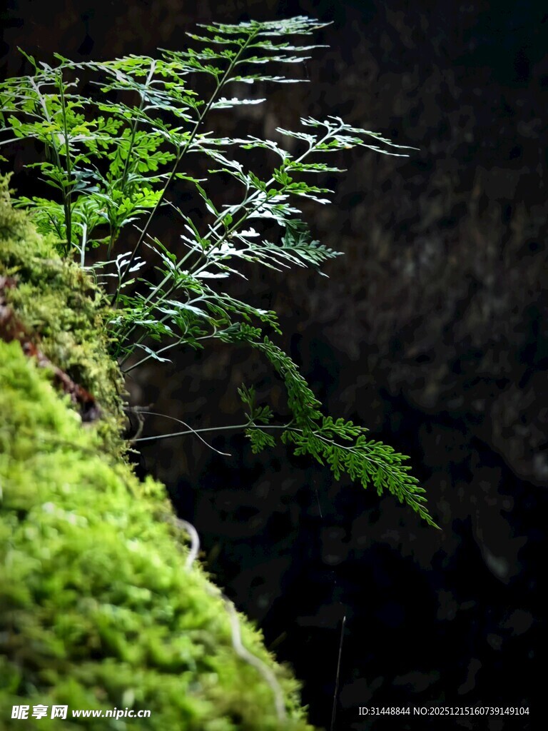 青苔覆盖下的翠绿蕨类植物