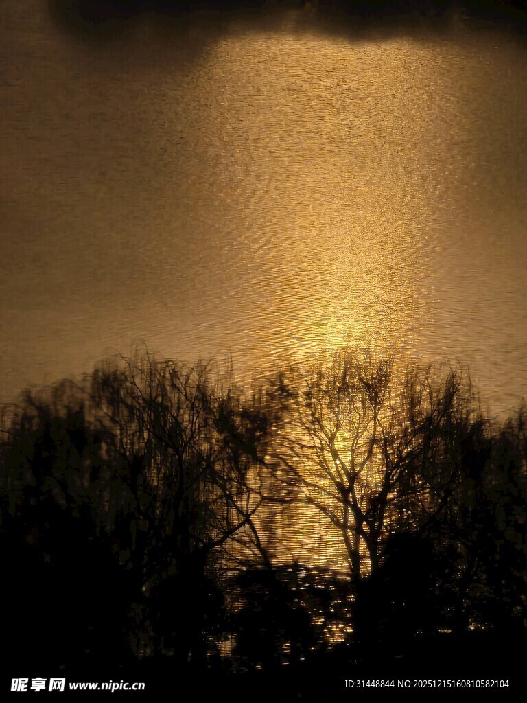 夕阳下的树木剪影