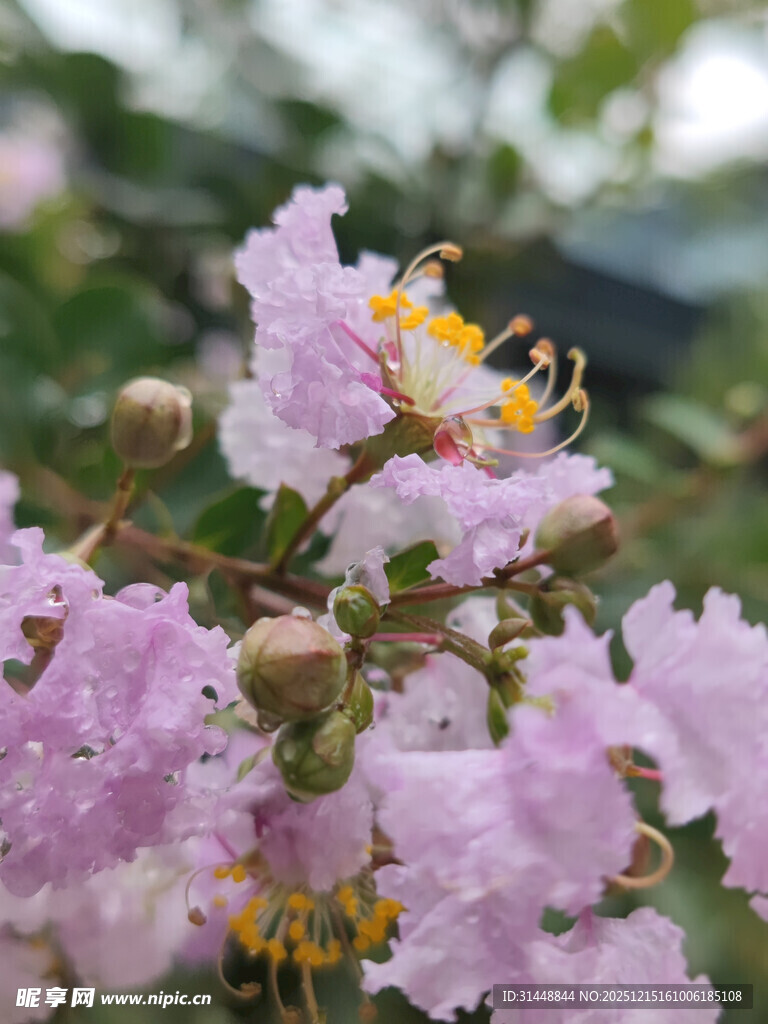 盛开的粉色紫薇花