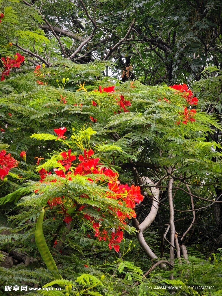 艳丽红花绽放于绿叶间