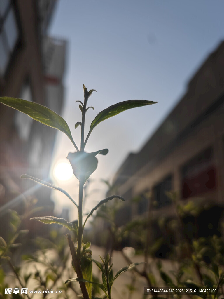 阳光下的嫩绿植物