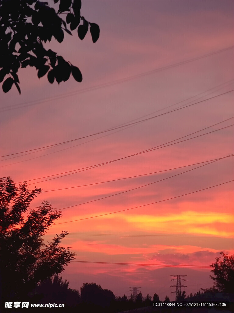 绚丽晚霞下的树梢剪影